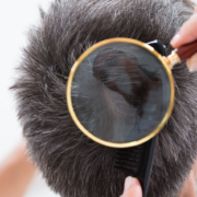 Magnifying glass searching hair for lice with a comb